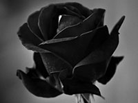 11-Nov13-59-black rose
